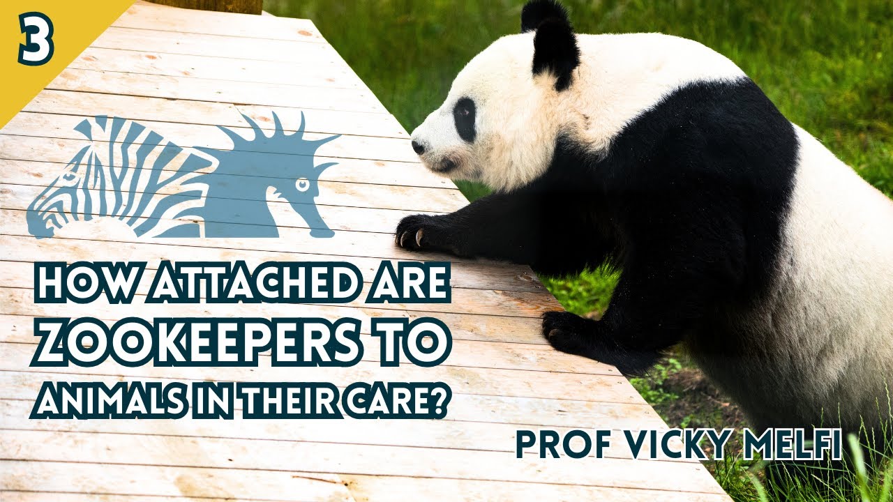 BIAZA Brings You... Prof Vicky Melfi | How attached are Zookeepers to the Animals in their care?