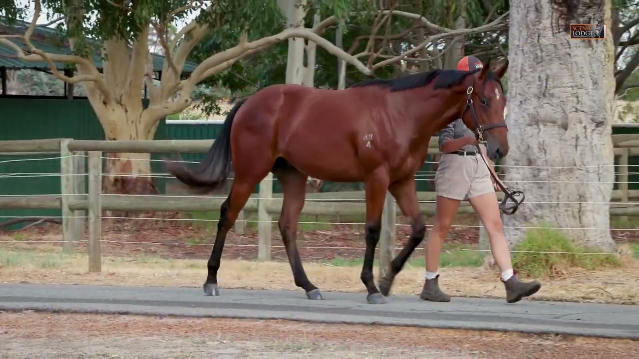 Lot 54 Earthlight x Pouakai Colt