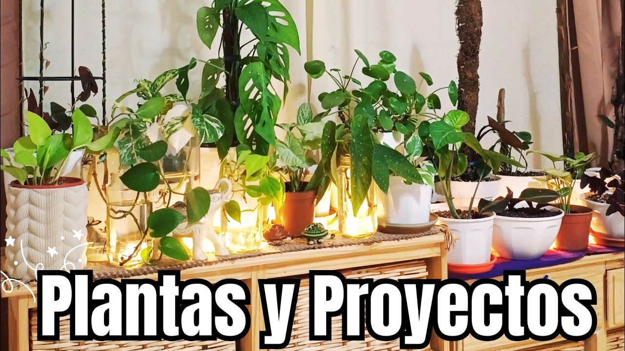 PLANTAS Y PROYECTOS: muy entusiasmada con lo que se viene