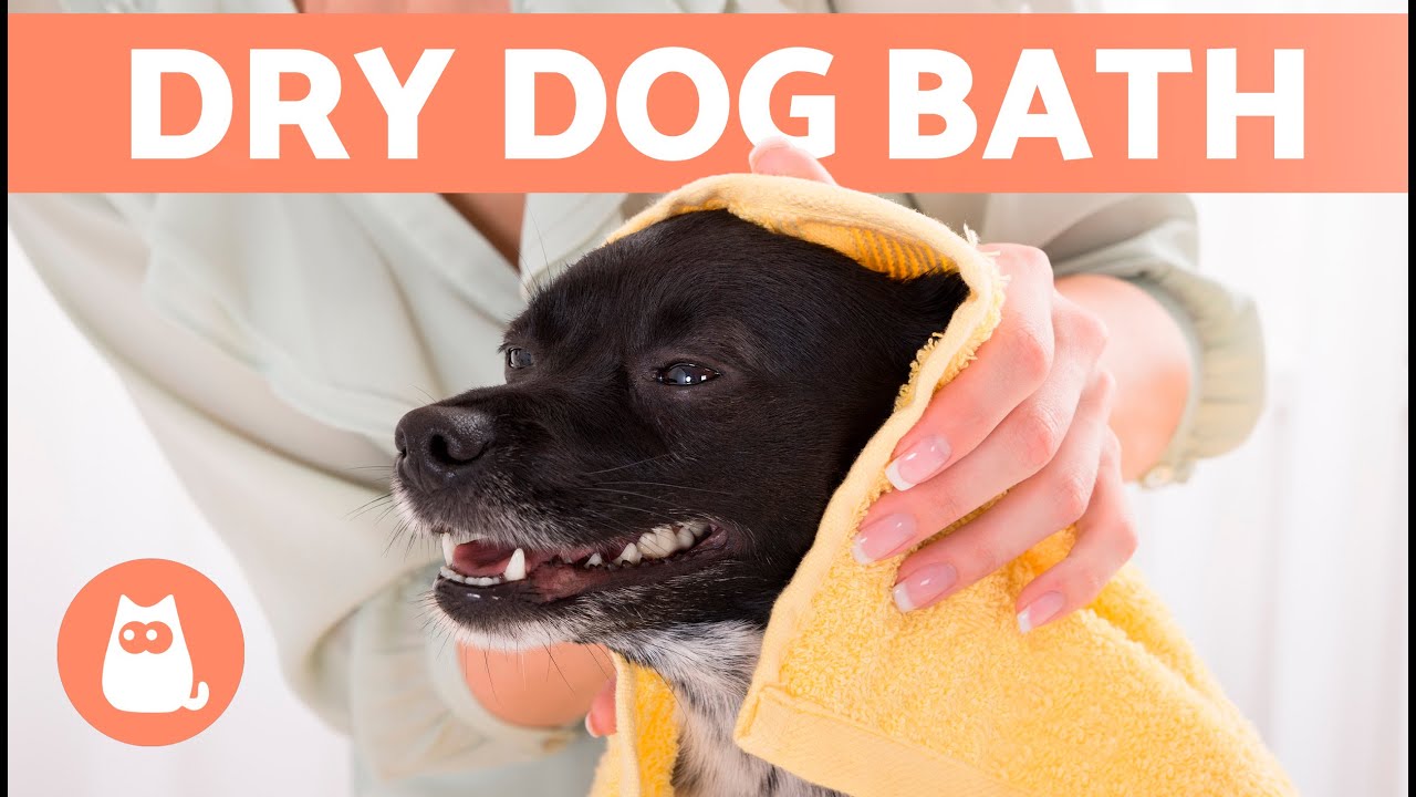 How to CLEAN a DOG Without BATHING THEM 🐱🧽 (3 Ways)