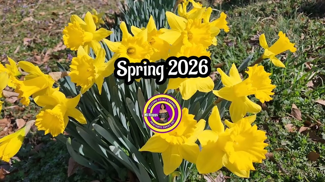 Beautiful Daffodils 💛  Spring 2026 #daffodils #springtime #springvibes #springflower #spring2026 