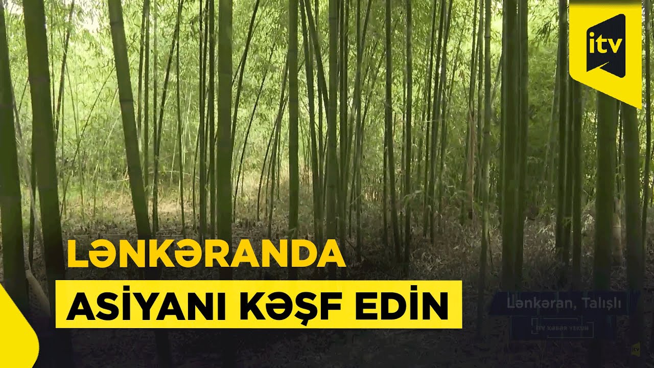 Lənkəranda Tailand təcrübəsi: bambuk meşəsində bir gün