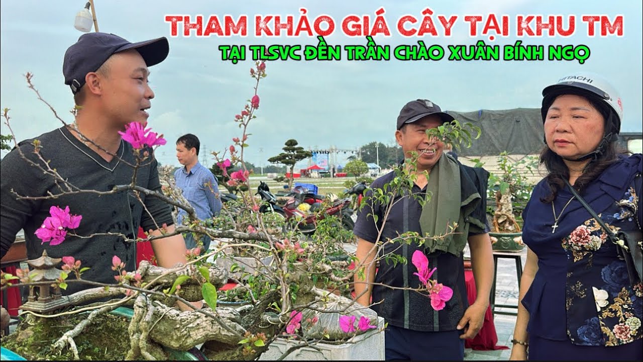 Tham khảo giá cây tại khu TM TLSVC ĐỀN TRẦN NĂM BÍNH NGỌ | Quảng Tùng