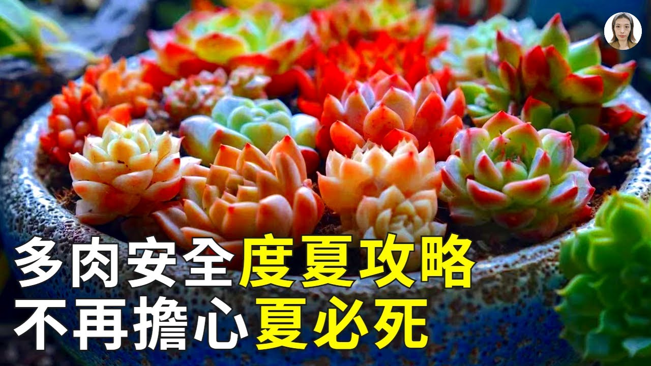 多肉度夏有4大黃金法則，其中第3點最容易忽略，90%的多肉都死在這一點上，學會了擺脫度夏死|花花世界