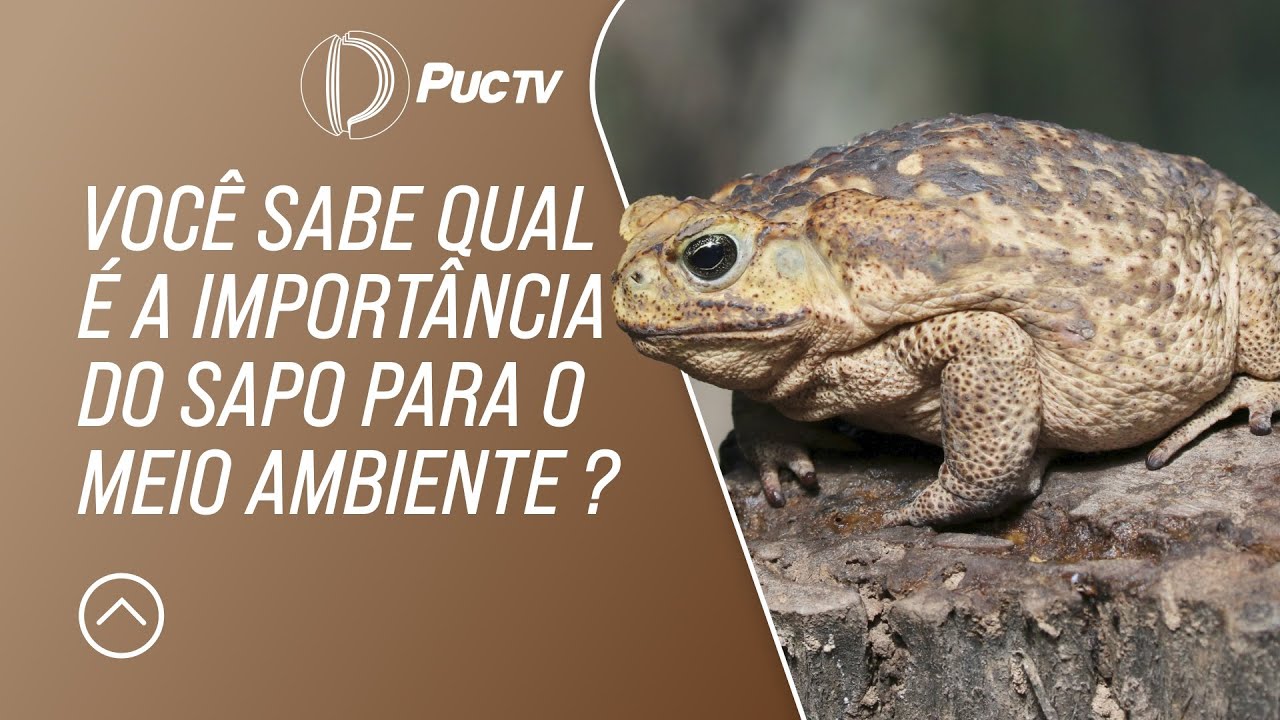 VOCÊ SABE QUAL É O IMPORTÂNCIA DO SAPO PARA O MEIO AMBIENTE ?