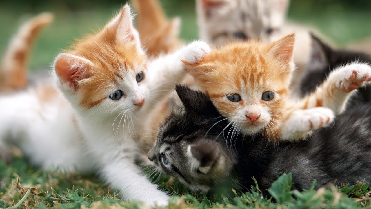 Cutest Kitten Fight You’ll See All Week  Tiny Babies vs Savage Big Sisters! Meow Meow sound