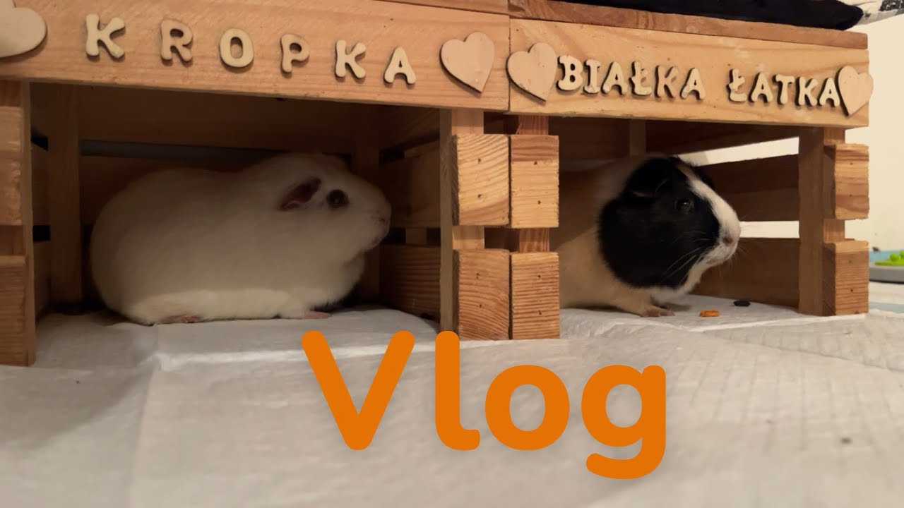 Nowa spiżarnia świnek!! Vlog ze świnkami🐹🐹
