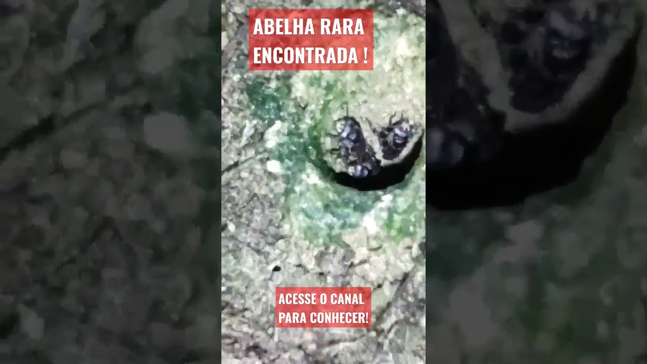 Abelha de chão rara de encontrar abelhas nativas sem ferrão
