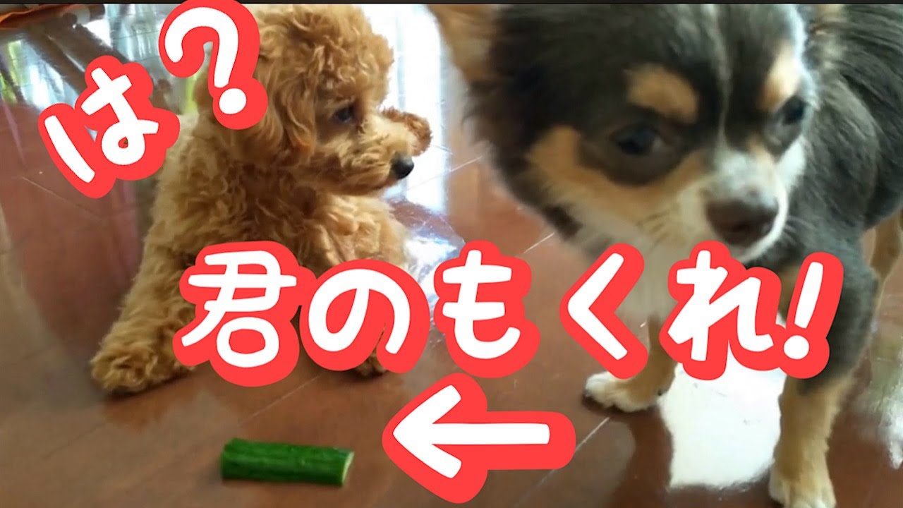 相棒のおやつを15分狙い続けた犬、その顔がヤバい