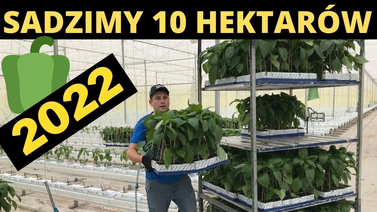 SADZIMY 10 HEKTARÓW PAPRYKI / PRACA W HOLANDII