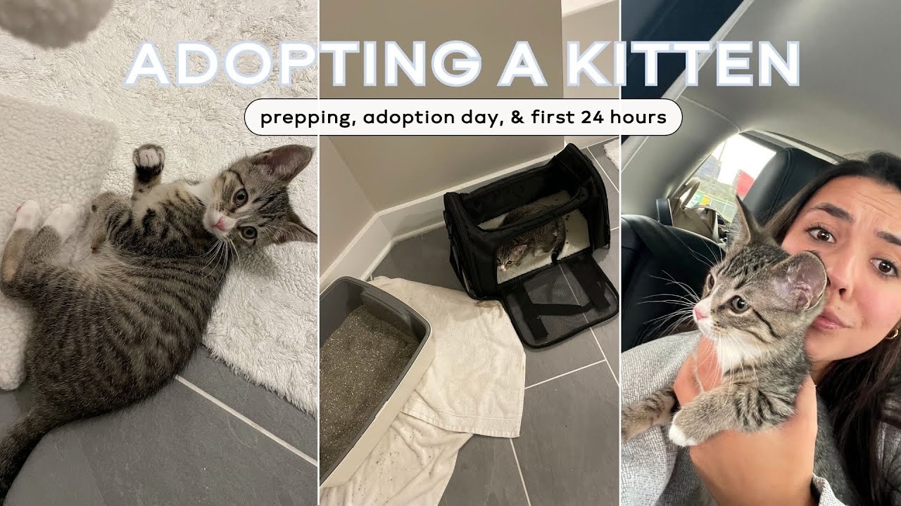 I ADOPTED A KITTEN! prepping, adoption, first 24 hrs