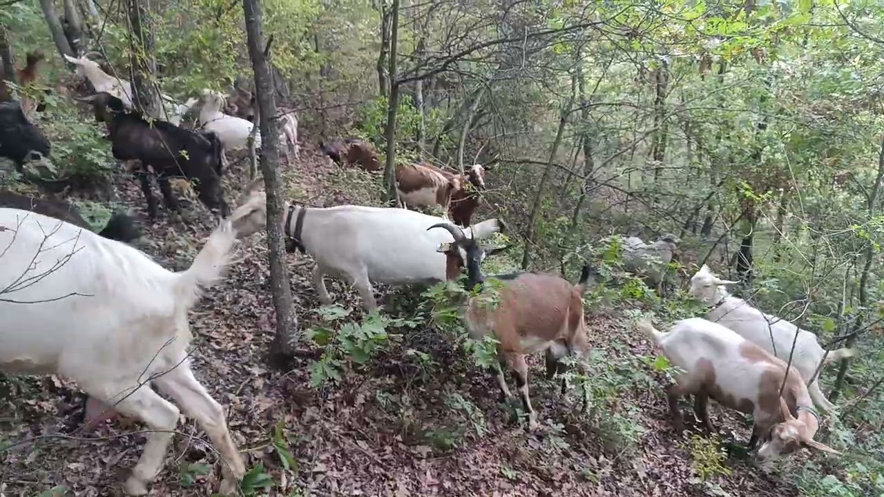 Yeni küçükbaş hayvanlar aldım Alpin keçisi ve renkli keçiler 