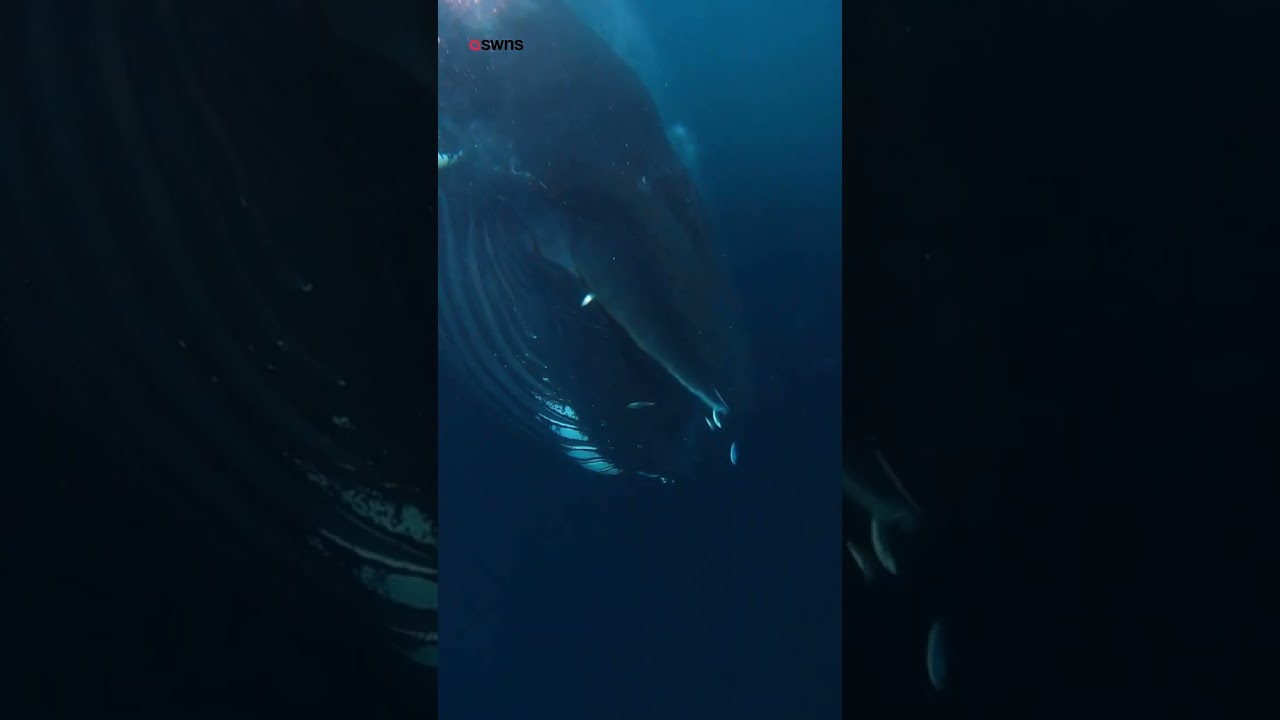 Огромный горбатый кит 🐋 подстерегает дайверов 🤿 &laquo;слишком близко, чтобы чувствовать себя комфортно&raquo; 😧 у берегов Норвегии 🛥
