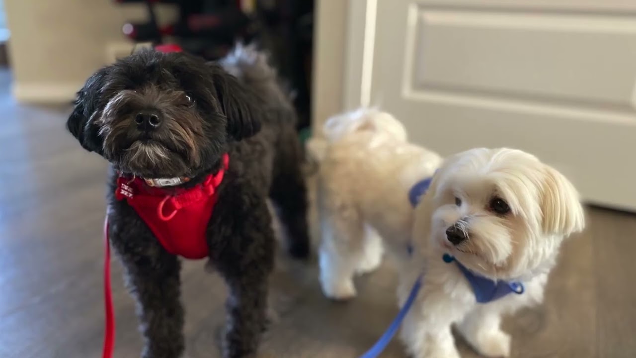 Wild One Harnes and Leash Review
