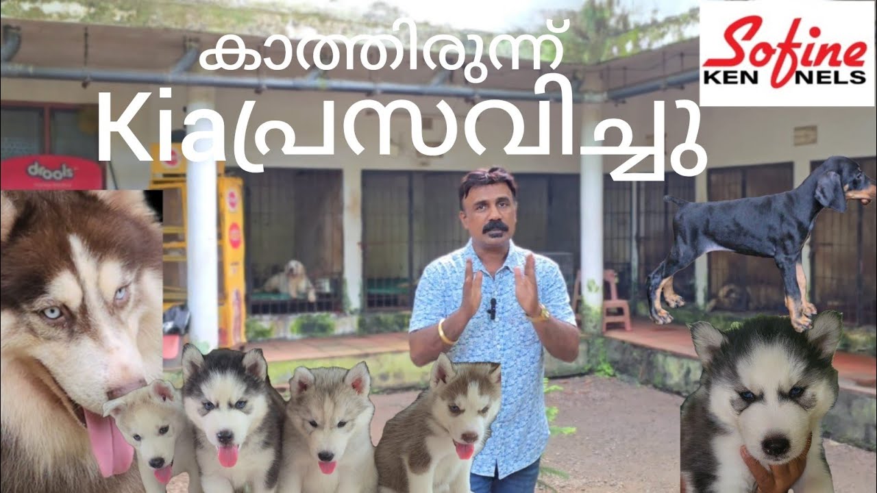 Doberman , Beagle & Siberian Husky കാത്തിരുന്ന് Kia പ്രസവിച്ചു