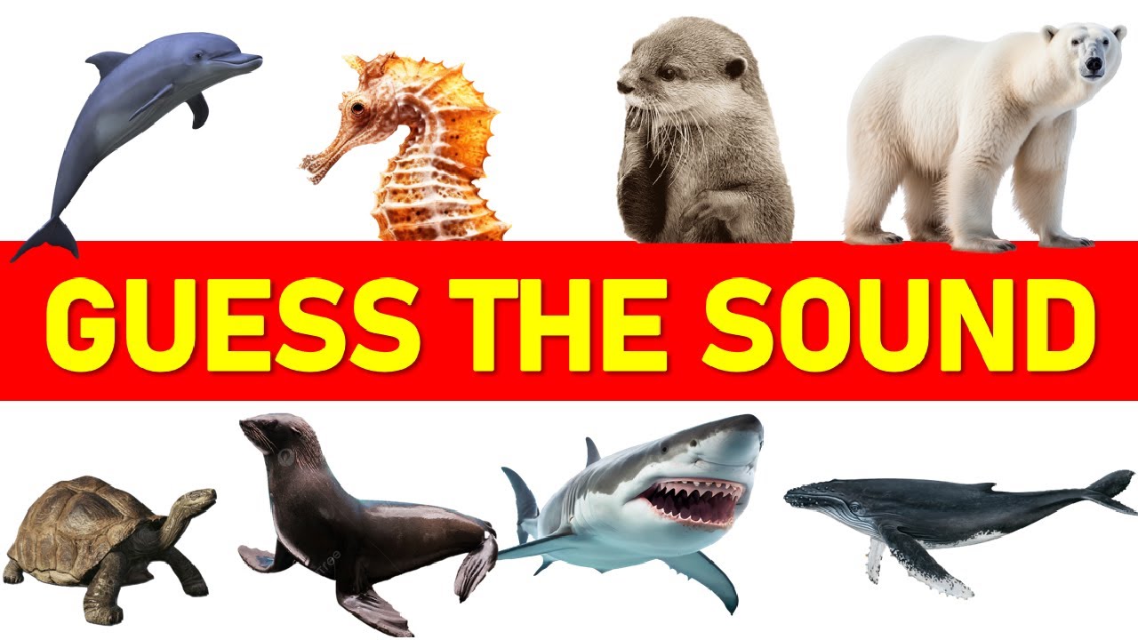 Sea Animal Sound Challenge: Can You Guess the Mysterious Calls of the Deep?