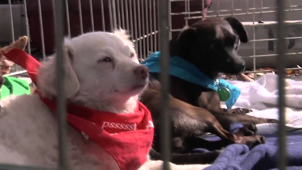 Popeye and Abby Lane, Chihuahua Mix | Super Awesome Dogs