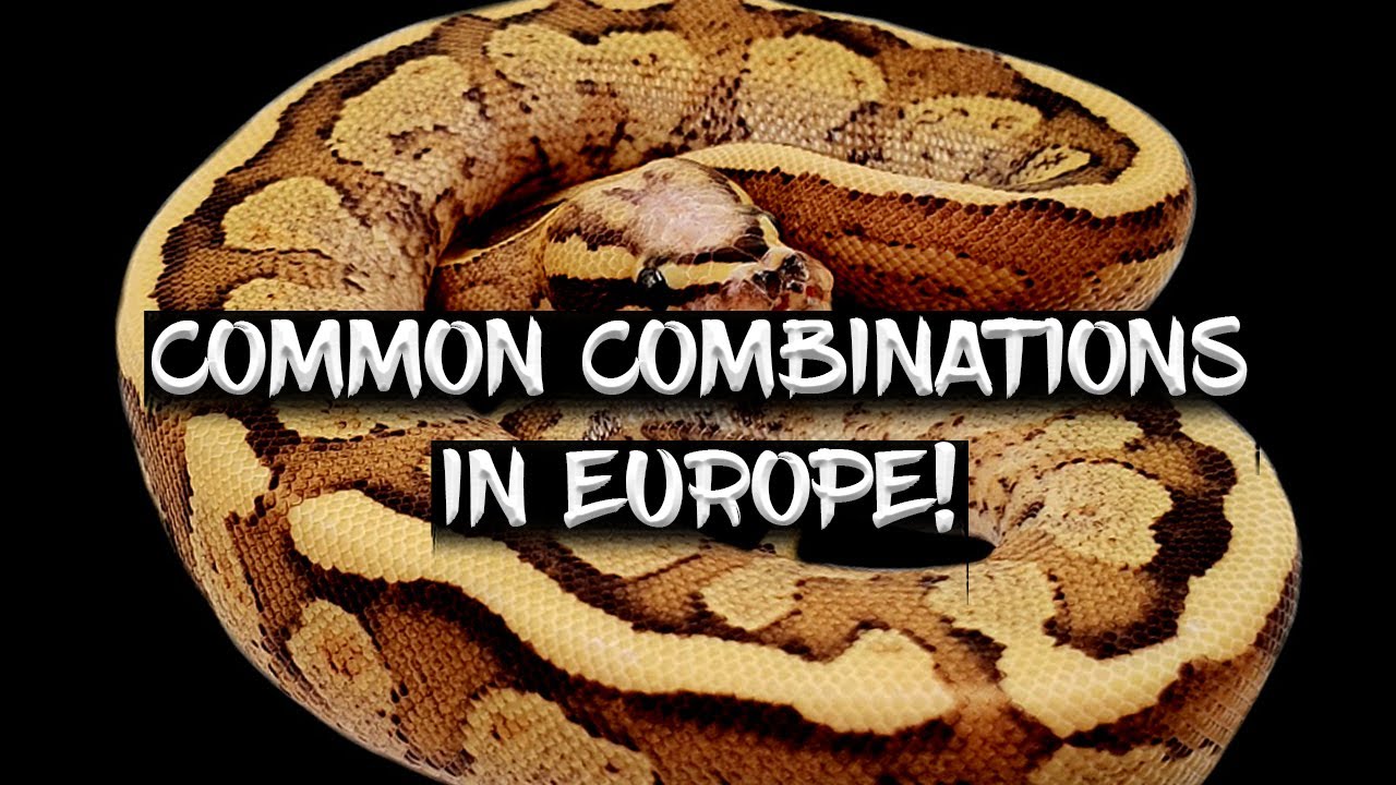 Top 10 Most Popular Ball Python Combinations in Europe!