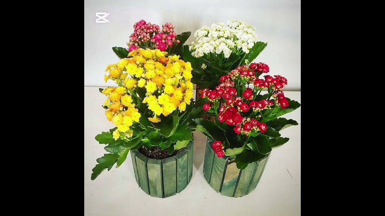 Kalanchoe çiçeği parlak ve doğrudan güneş ışığına ihtiyaç duyar..Kalanşo nasıl canlandırılır?#bitki