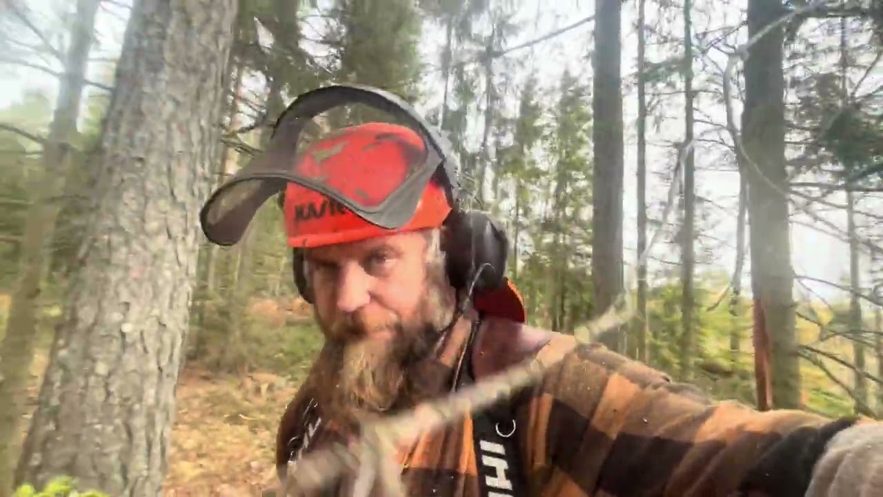 Klättring, maskiner, fällning, mer klättring och en medalj