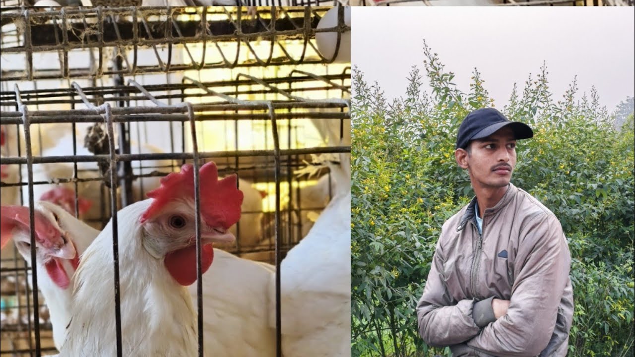 Welcome to my poultry farm vlogs 🐔🐣 