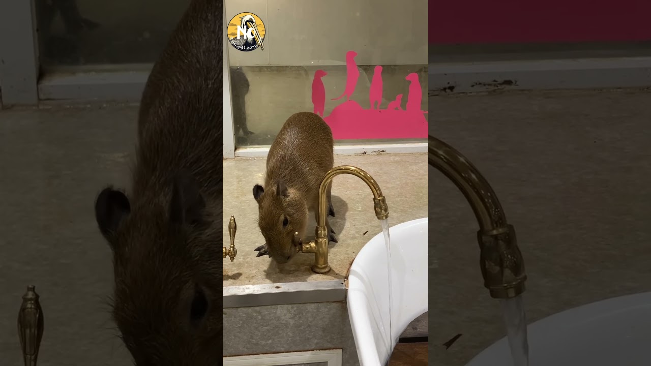 Only 2 months old, and already a faucet pro! 🚰💕🫢😳 #capybara #carpincho #カピバラ #水豚