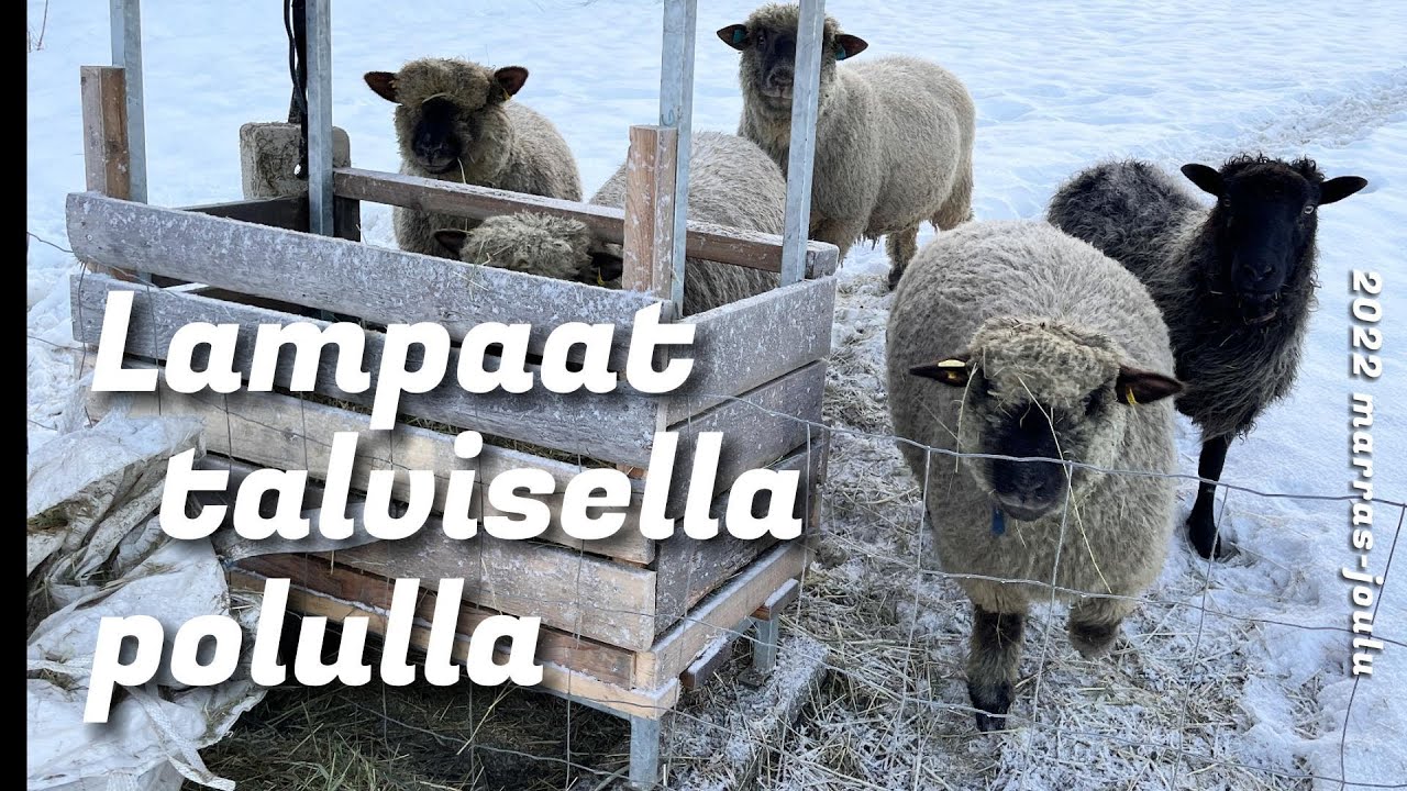 Lampaat talvisella polulla 2022
