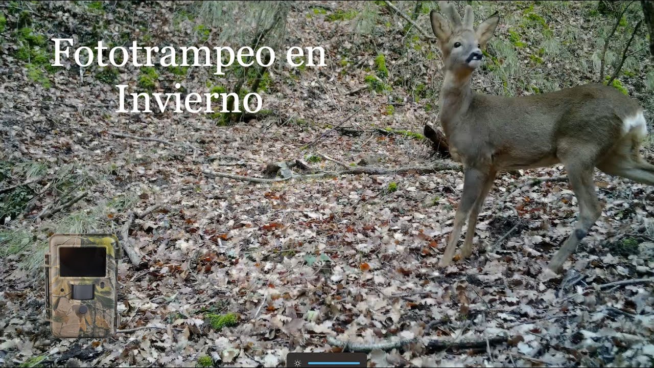 Fototrampeo en Invierno - Fototrampeoa Neguan | Fauna Navarra