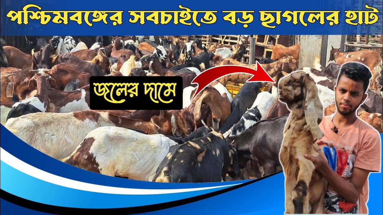 শীতের শুরুতে  নারকেলডাঙ্গা ছাগলের বাজারের দর দাম/goat market in West Bengal/goat farm