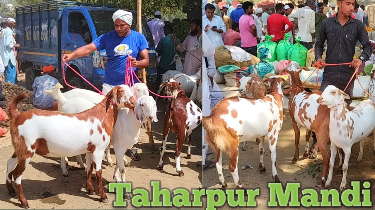11 06 taharpur Bakra Mandi 2024 qurbani ke bakre | barbari goat for sale | qurbani ke janwar 2024