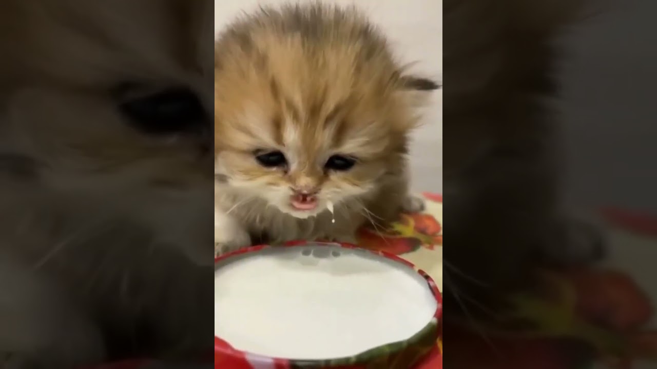 Can kittens drink regular milk? 🐱🥛