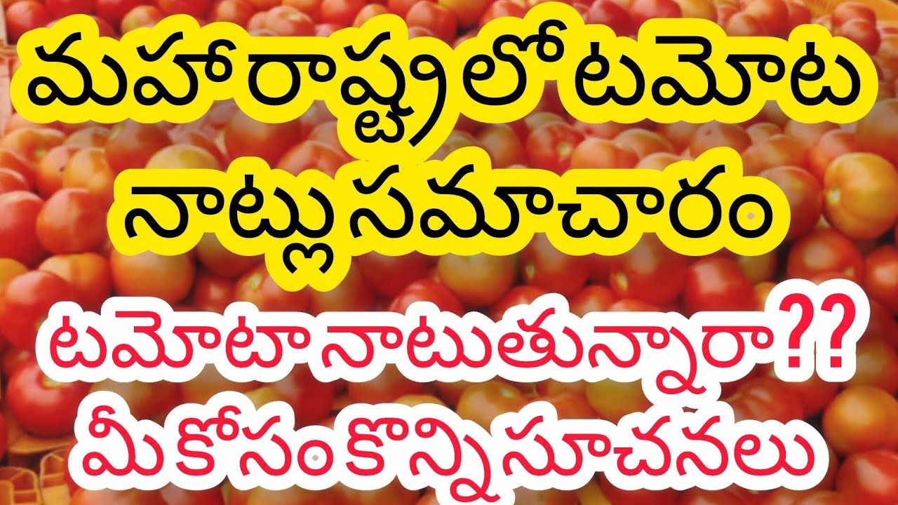 మహా రాష్ట్ర నాసిక్ నుండి మదనపల్లి  వరకు టమోట సమాచరం???🍅🍅