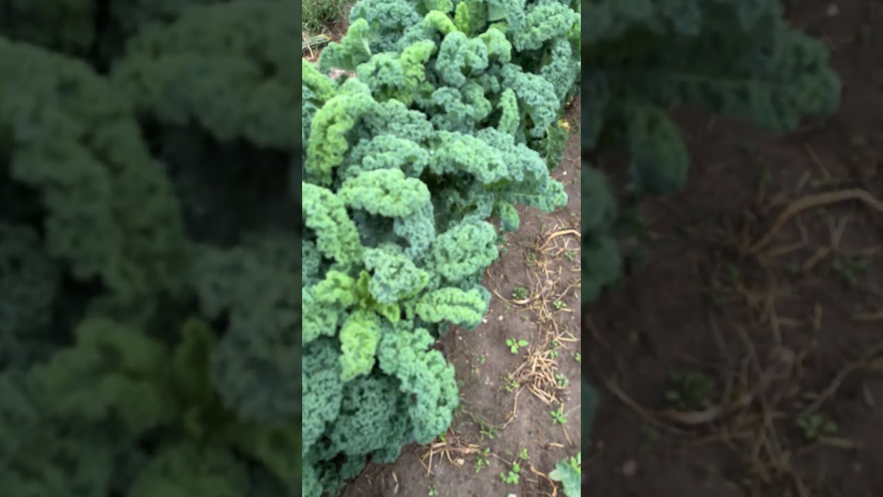 Freeze them for winter