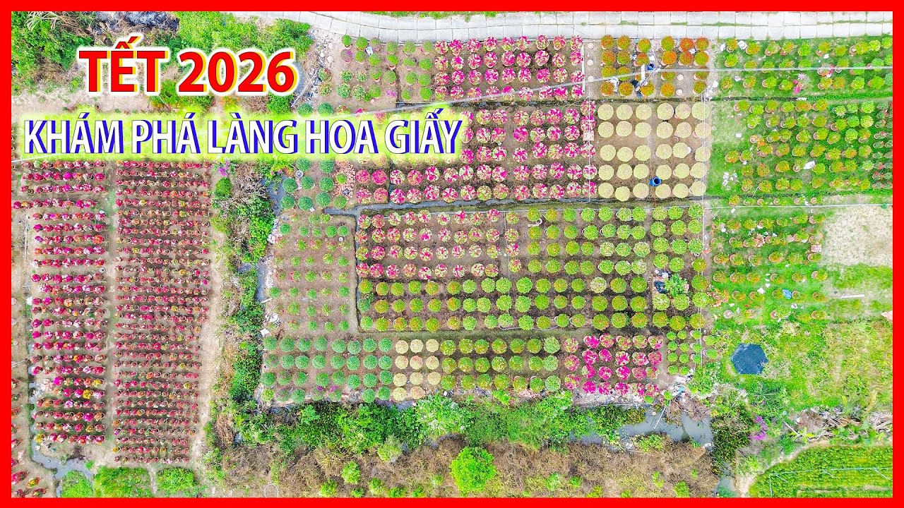 Đi một vòng làng hoa giấy Phú Sơn Chợ Lách trước Tết 2026