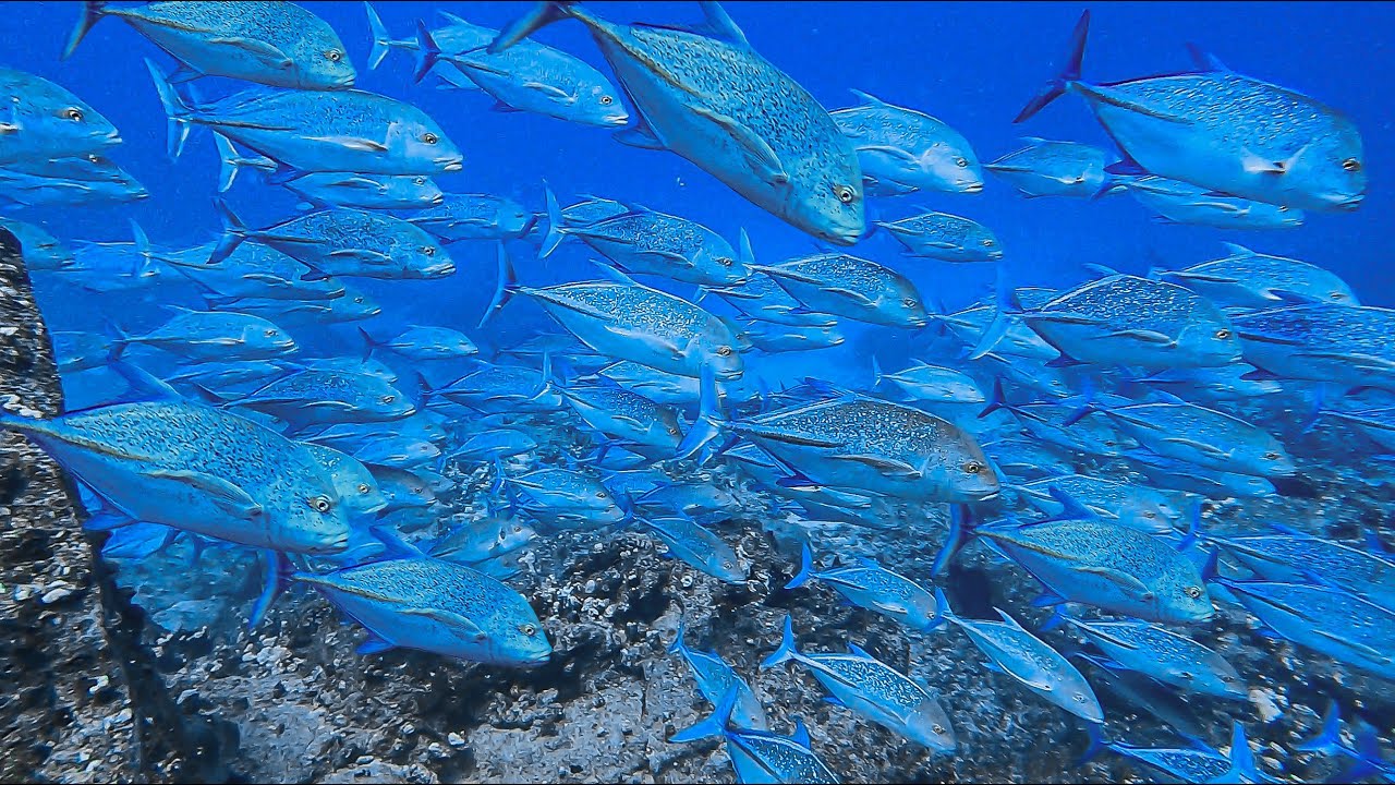 I Get Swarmed By Hundreds Of Omilus - My 1st Boat