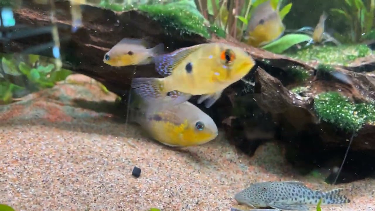 Fredagsfilm - Masser af fisk og planter!