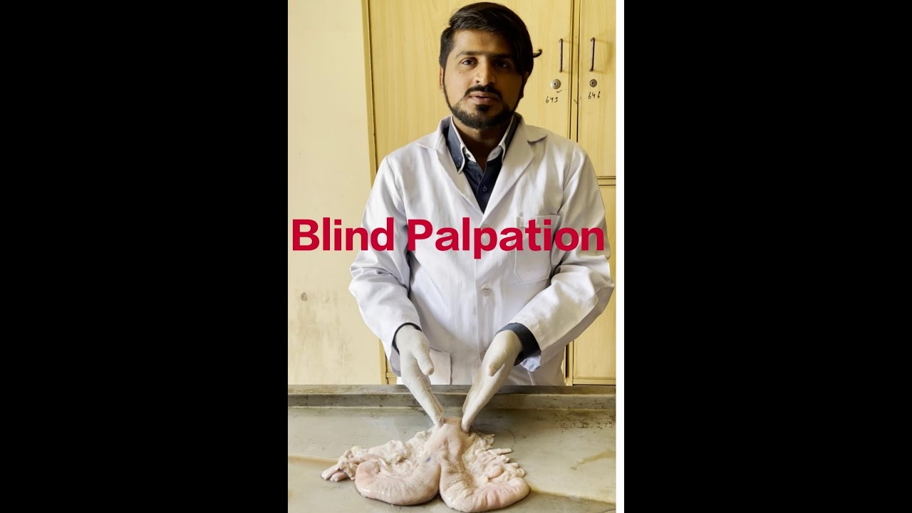 Blind Palpation of female Reproductive system of Bovines by Dr Mobeen Khan.
