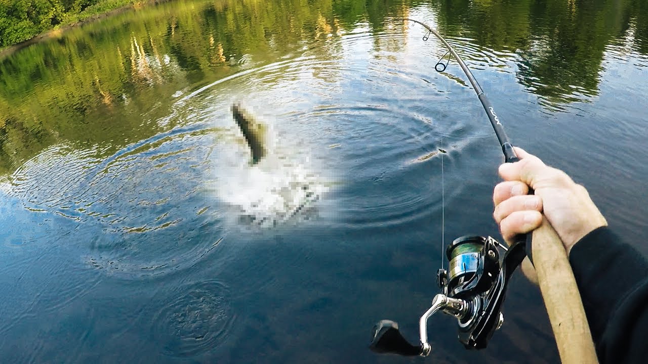 Un Musky dans ce SPOT de Pêche? (Rivière du Nord)