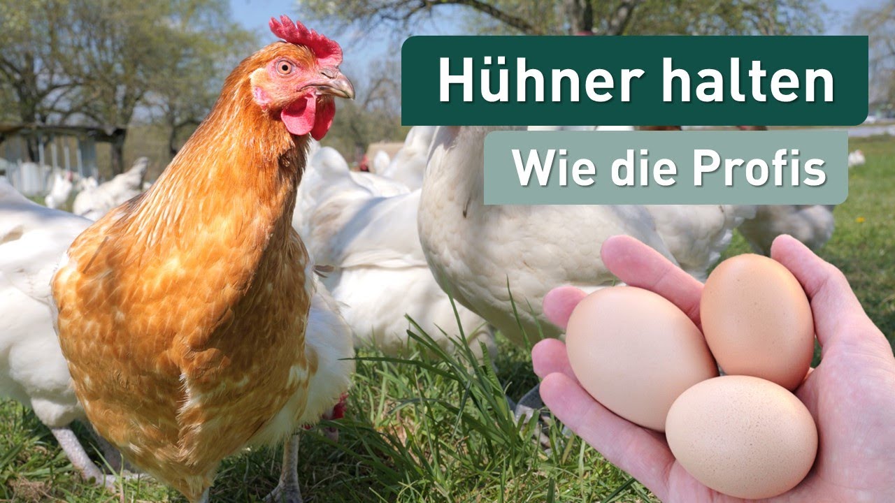 So gelingt die Hühnerhaltung! 🐔 Landwirt zeigt wie es geht 🚜🥚 Futter, Eier, Stall, Auslauf, Rasse 🐓