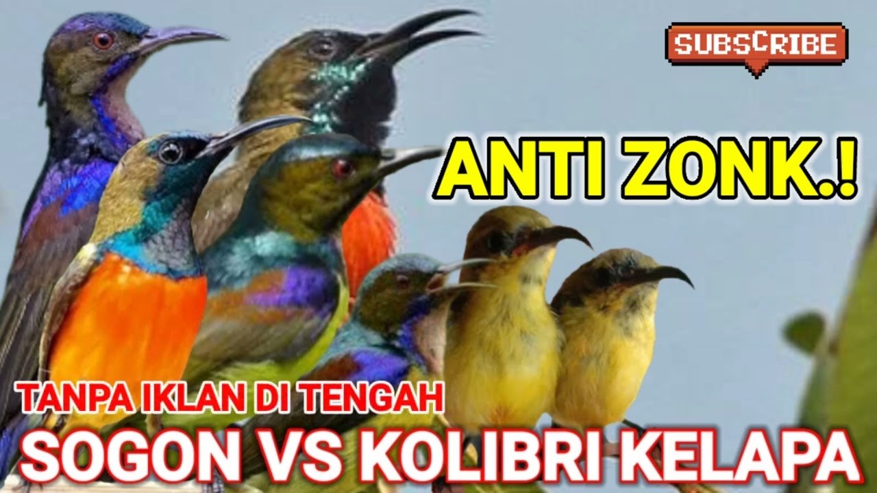 suara pikat burung sogon vs kolibri kelapa ribut