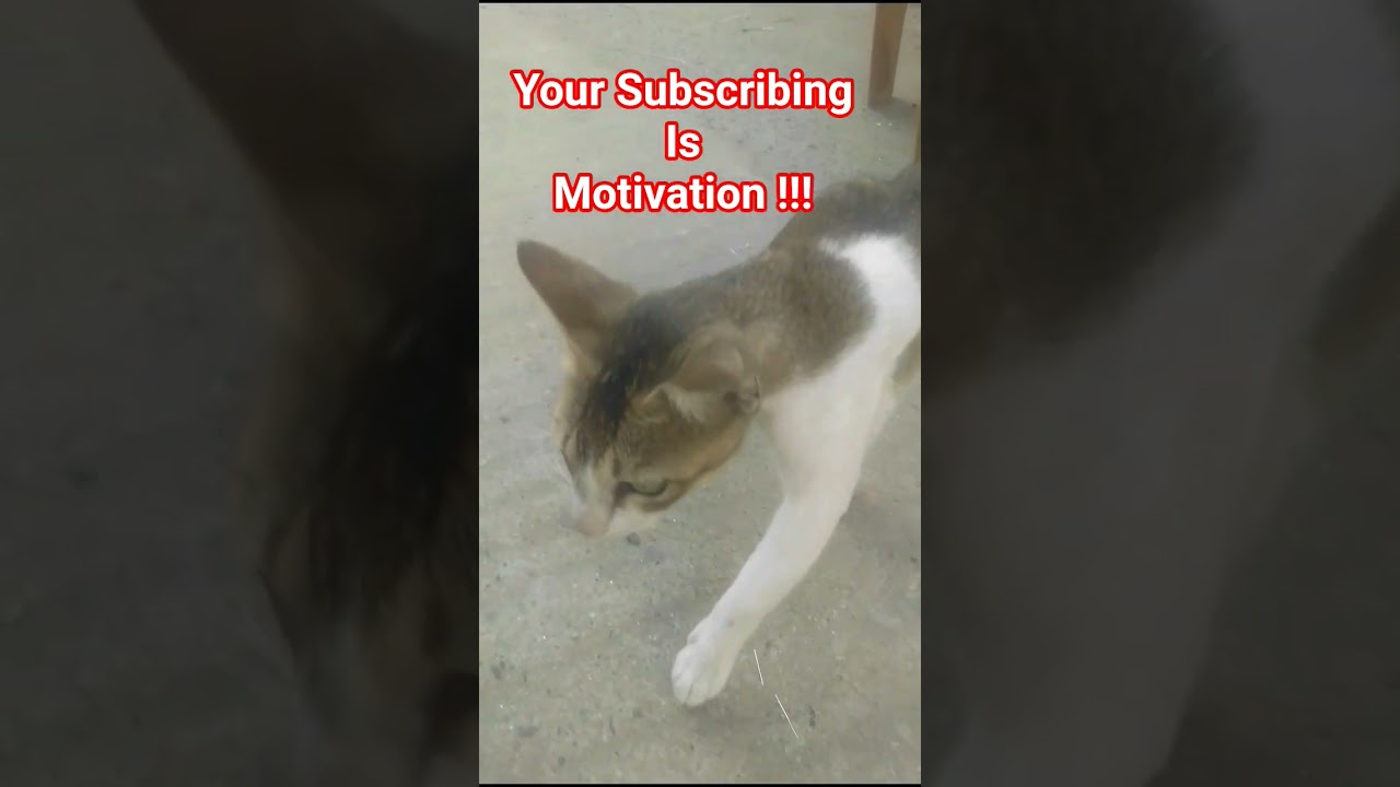 Cute Predator Cat 😸😸😸😸😸 