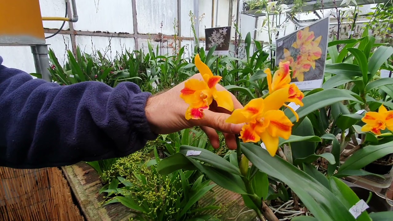 Le orchidee di Gioele Porrini (tour guidato!)