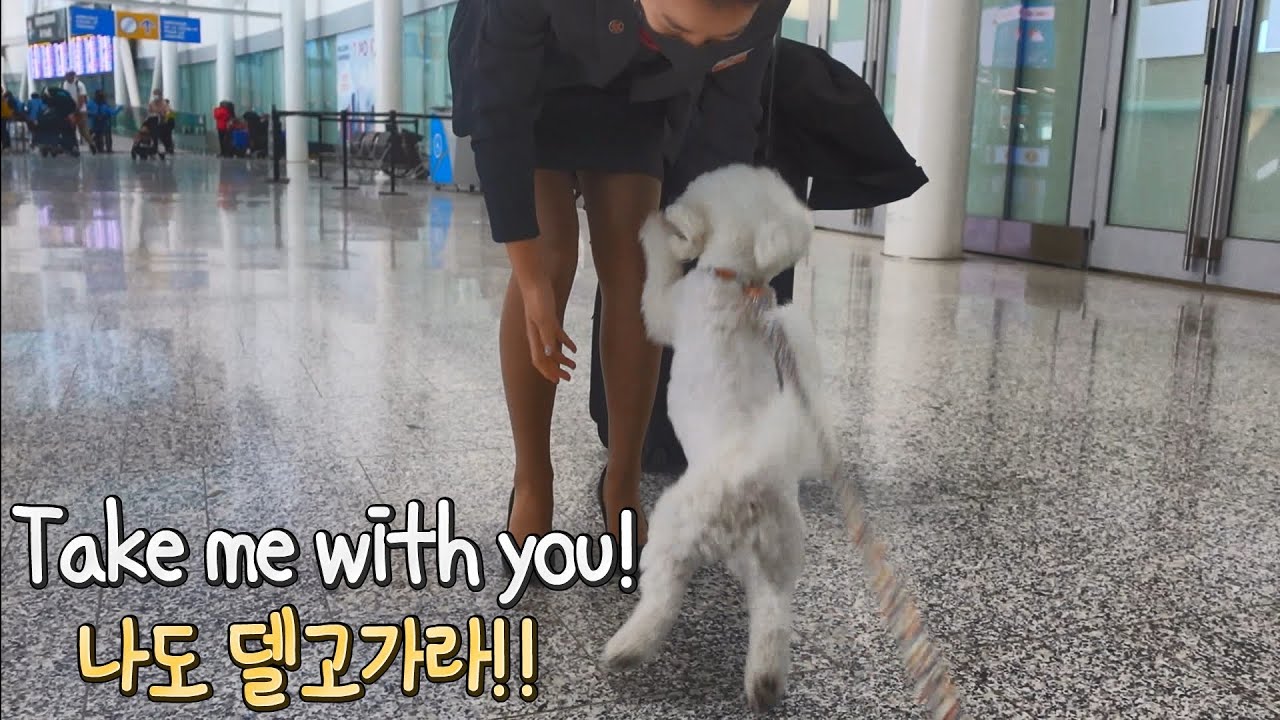 Bichon going crazy over flight attendant | SOM-thing special visit to the airport
