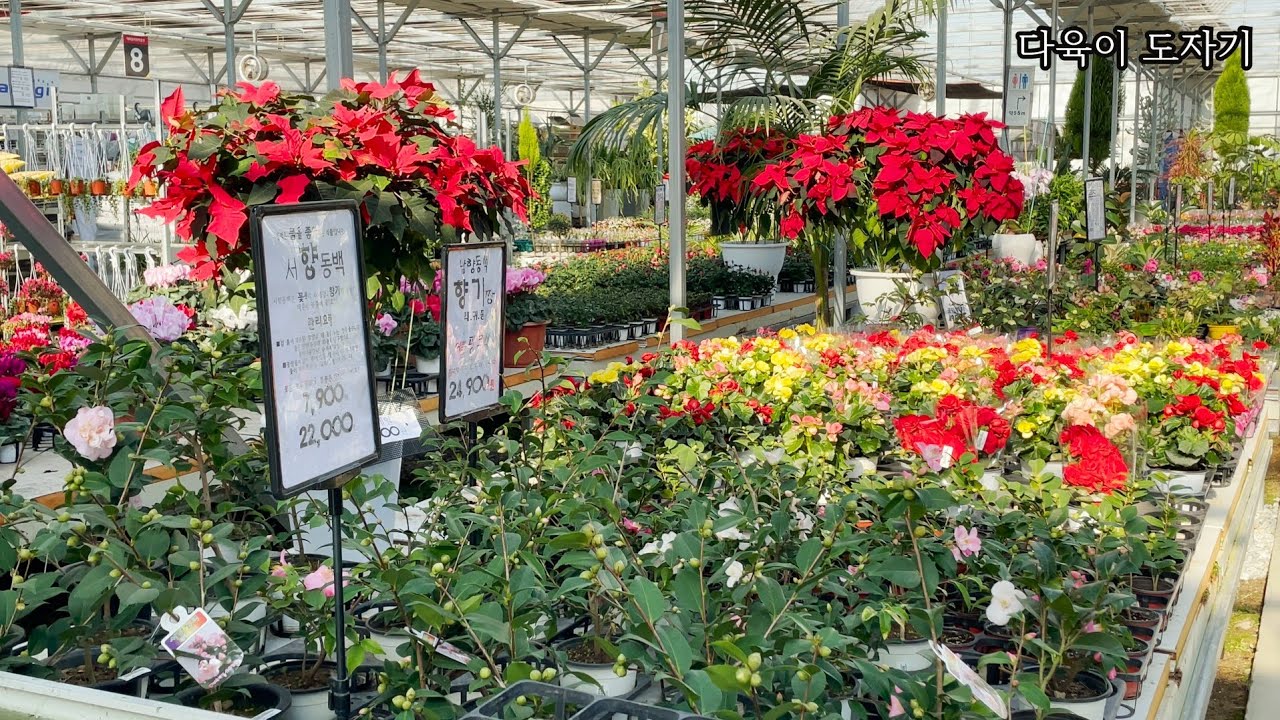 #남사화훼단지 #예삐플라워아울렛 #공기정화식물 가격알아보기 #장미앵초 #보라싸리 #미니장미 #비덴스 #팬지 #유럽제라늄 #호접란등
