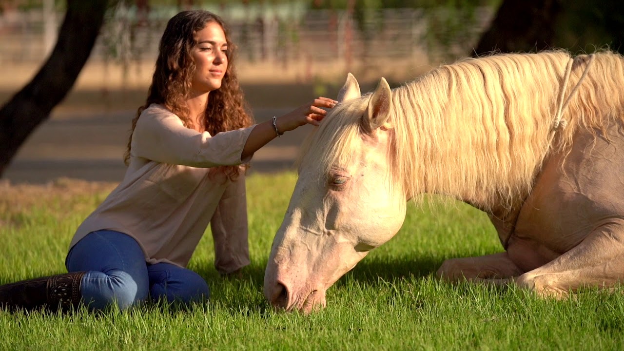 Lerne Freiheitsdressur Online mit Kenzie Dysli &uuml;ber 12 Monate