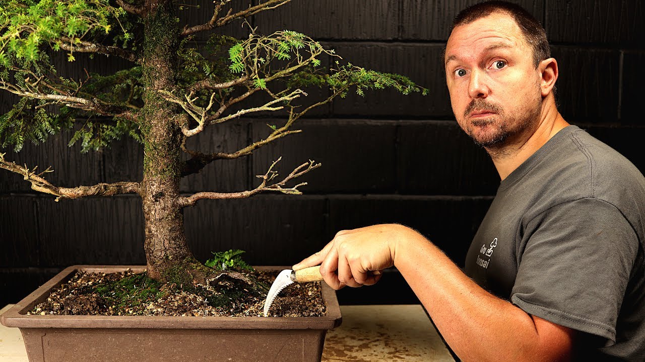 This Sick Bonsai Has a Square Root!