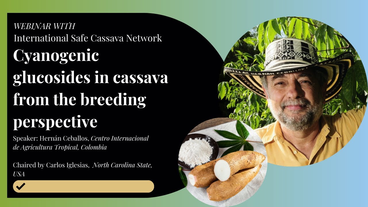 Cyanogenic glucosides in cassava from the breeding perspective