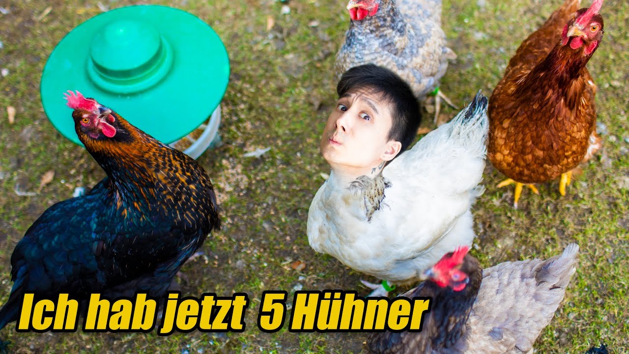 2 Wochen mit 5 CHICKS. Eier für alle!