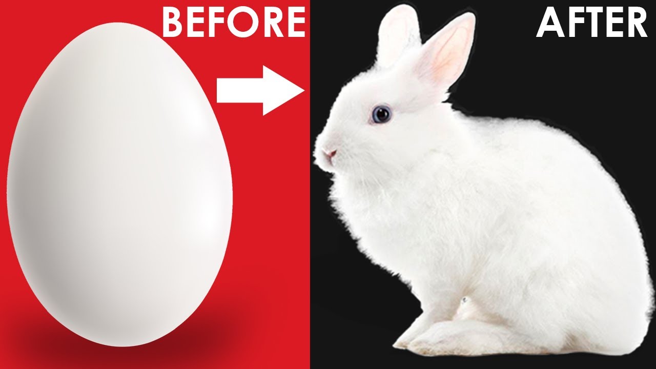 Rabbit Making with Egg Shell | Rabbit Making Ideas | Rabbit Craft | Egg Shell Craft Ideas