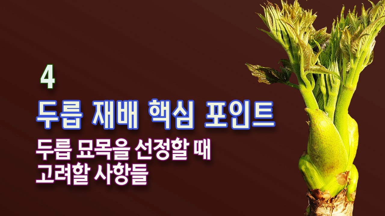 두릅 재배 핵심 포인트 4 : 두릅 묘목 품종을 선정할 때 고려해야 할 사항들